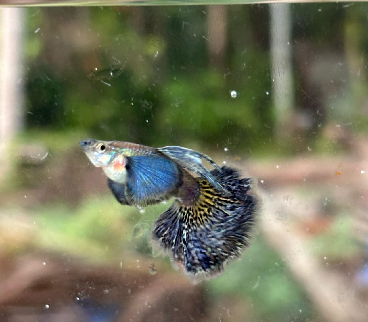 Purple Berry Dragon guppy pair - Image 4