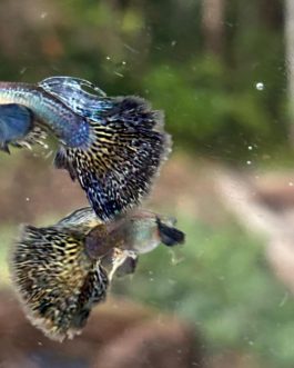 Purple Berry Dragon guppy pair
