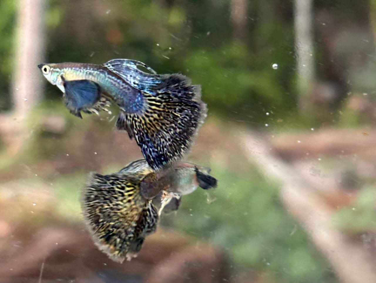 Purple Berry Dragon guppy pair - Image 2