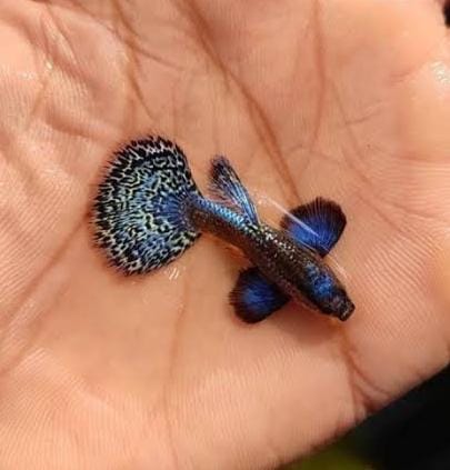 Purple Berry Dragon guppy pair - Image 3