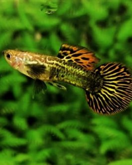 Red Dragon Round Tail guppy ( pair)