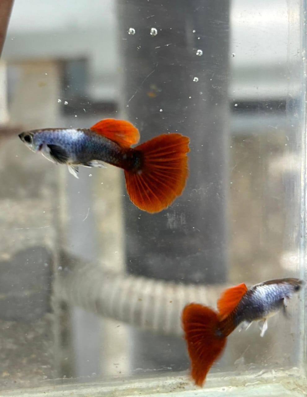 Silverado HB Red Tail guppy ( pair) - Image 5