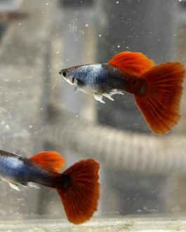 Silverado HB Red Tail guppy ( pair)