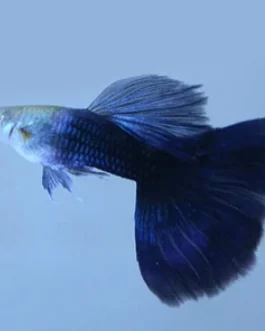 Lazuli blue black Tail pair