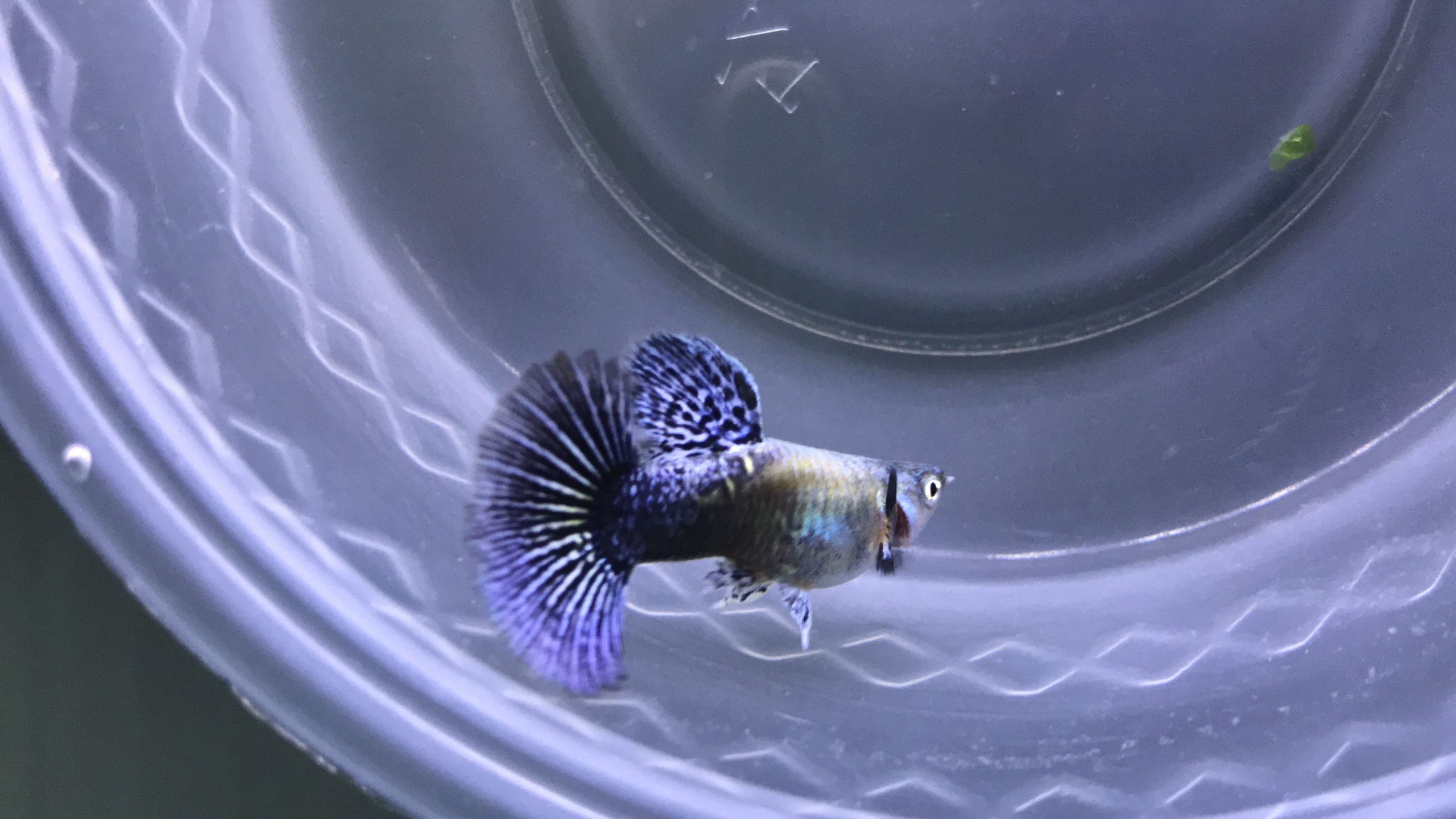 Purple Berry Dragon guppy pair - Image 7