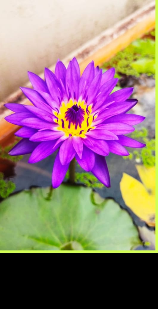 Khohinson ,Tanzanite waterlily flower plant combo ( 2 plants) - Image 3