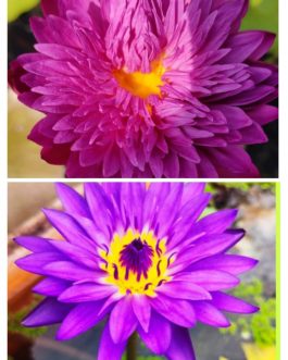 Khohinson ,Tanzanite waterlily flower plant combo ( 2 plants)