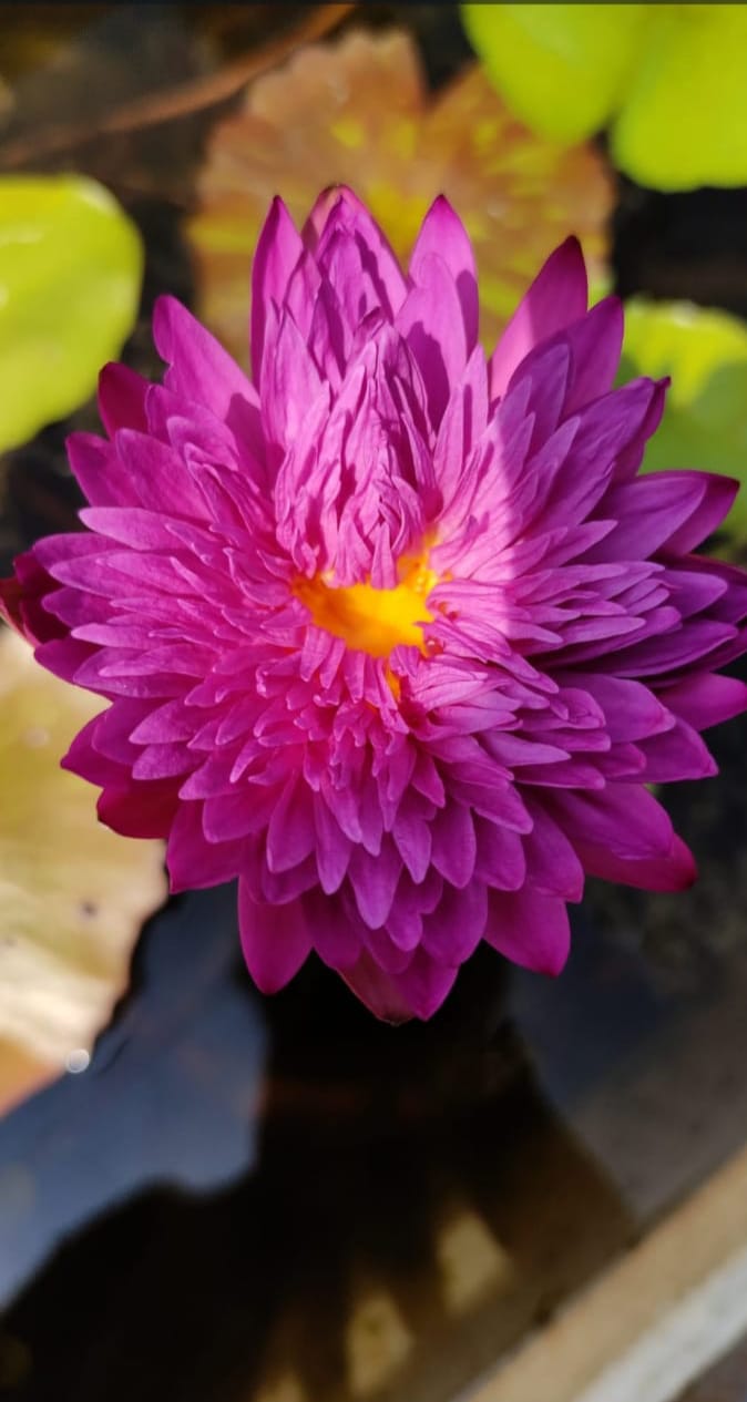 Khohinson ,Tanzanite waterlily flower plant combo ( 2 plants) - Image 4