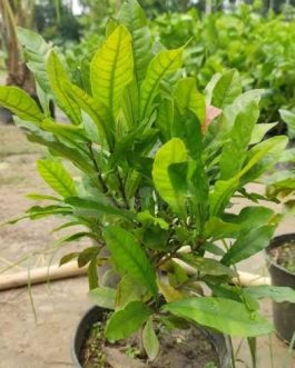 Miracle fruit plant (single plant)