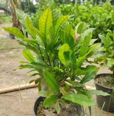 Miracle fruit plant (single plant)