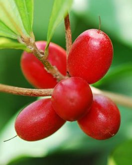 Miracle fruit plant (single plant)