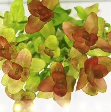 Bacopa yellow flame (large pot) - Image 3