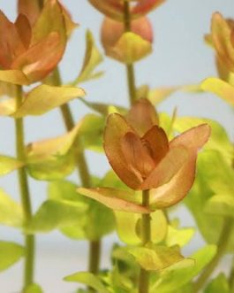 Bacopa yellow flame (3 stems)