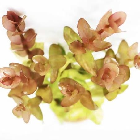 Bacopa yellow flame (large pot) - Image 4