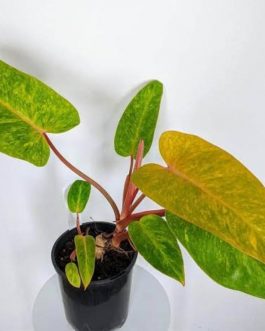 philodendron orange marmalade (medium sized plant pot)