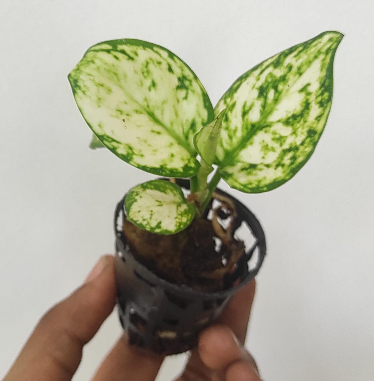 Aglaonema Super White (small plant pot) - Image 2
