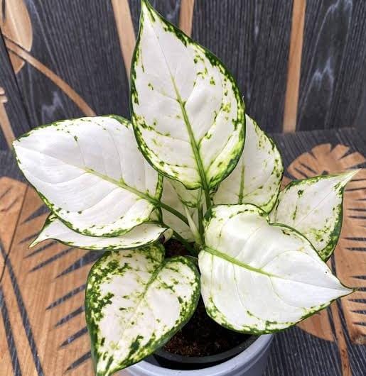 Aglaonema Super White (small plant pot) - Image 4