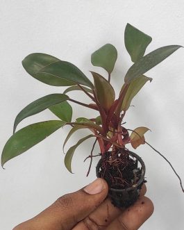 Philodendron Black Cardinal (small plant pot)