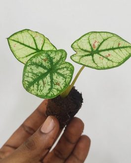 Caladium Strawberry Star pink (small plant pot)
