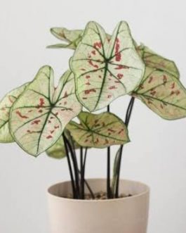Caladium Strawberry Star pink (small plant pot)