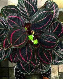 Calathea Dottie (small plant pot)
