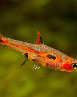 Maculata rasbora ( 6 pcs)