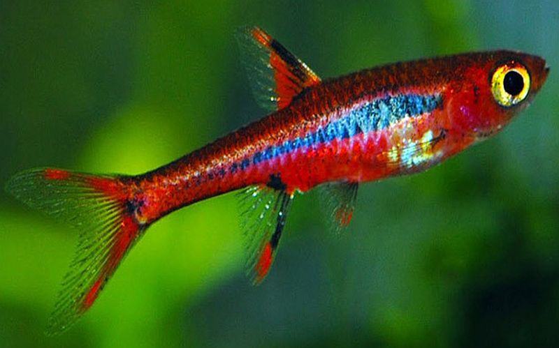 Mosquito rasbora ( 6 pcs) - Image 5