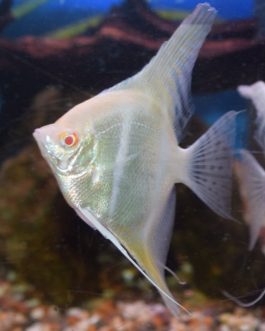 Albino angel ( 4 pcs)