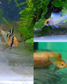 Ram combo ( 2 pcs of German blue ram, 2 pcs of electric blue ram, 2 pcs of golden ram)