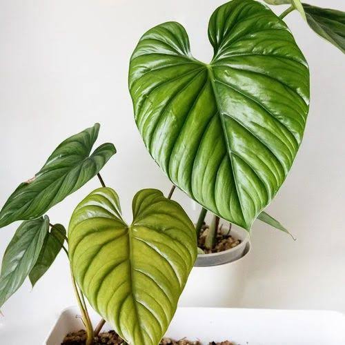 Philodendron SP Colombia (small sized)