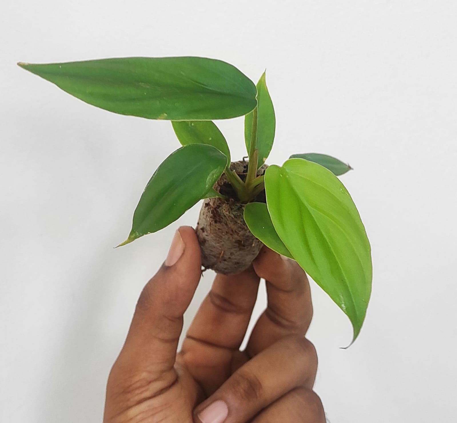Philodendron SP Colombia (small sized) - Image 2