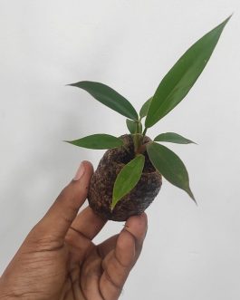 philodendron black pluto (medium sized plant)