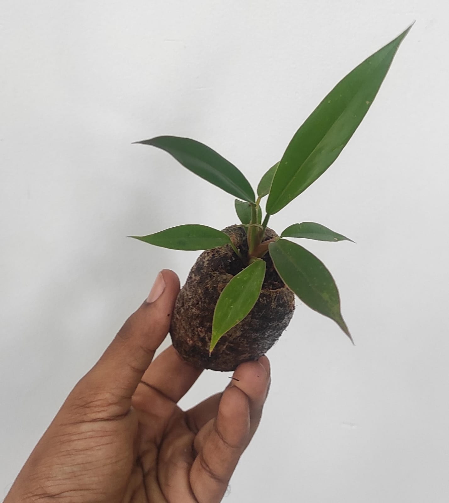 philodendron black pluto (medium sized plant) - Image 2