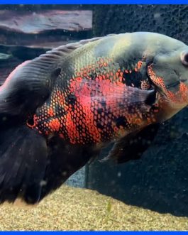 Black tiger vailtail Oscar ( 4 pcs)