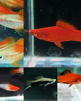 Exotic Swordtail broodstock Combo (Green tuxedo, Cherry red albino , Pineapple , kohaku BE ,Red wagtail) 5 pairs