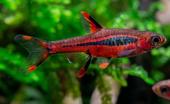 Mosquito rasbora ( 6 pcs) - Image 3