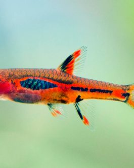 Mosquito rasbora ( 6 pcs)