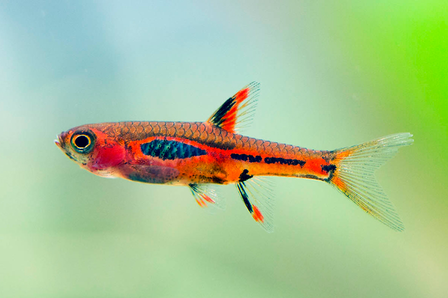Mosquito rasbora ( 6 pcs)