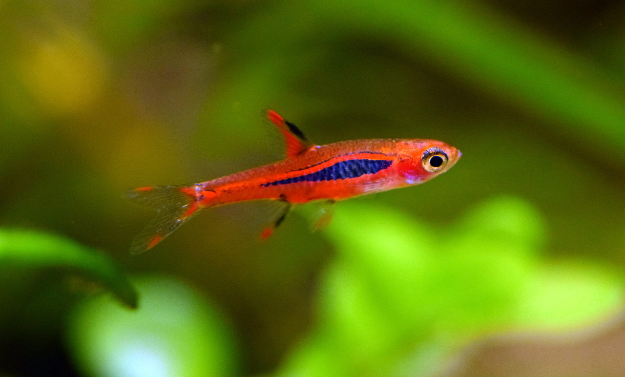 Mosquito rasbora ( 6 pcs) - Image 2