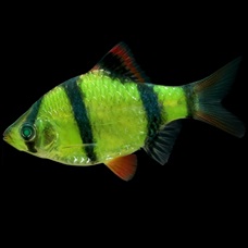 Glow green tiger barb ( 5 pcs)