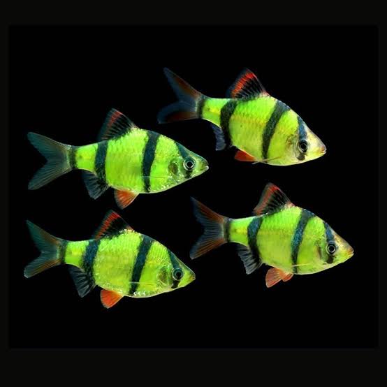 Glow green tiger barb ( 5 pcs) - Image 3