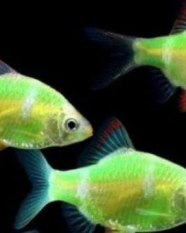 Lemon yellow tiger barb ( 5 pcs)