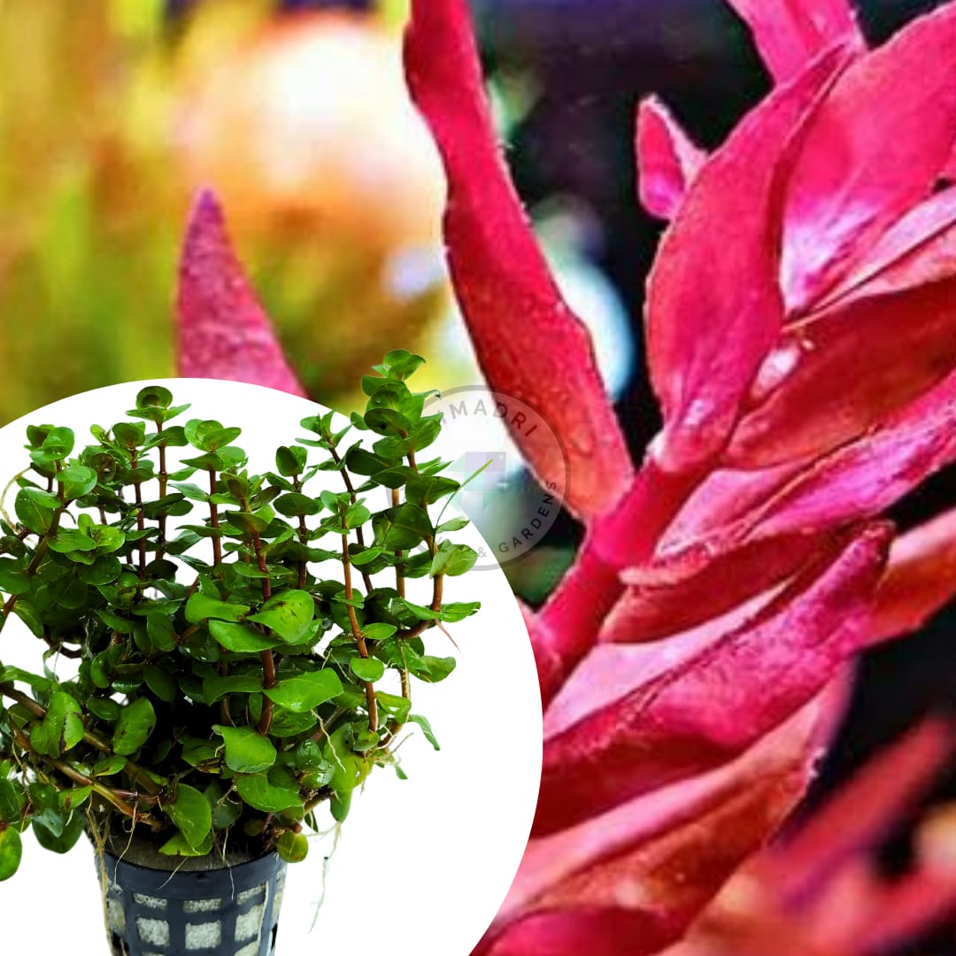 Rotala sp Yarabje (large pot) - Image 5