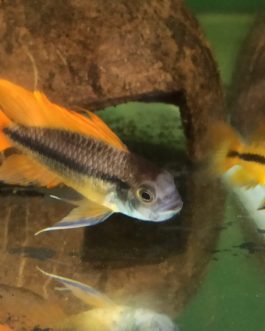 Apistogramma cacatuoides orange flash (pair)