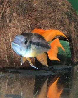 Apistogramma cacatuoides orange flash (pair)