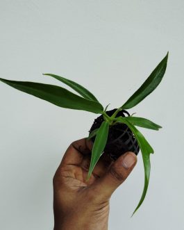 Philodendron Tortum (medium size single plant pot)