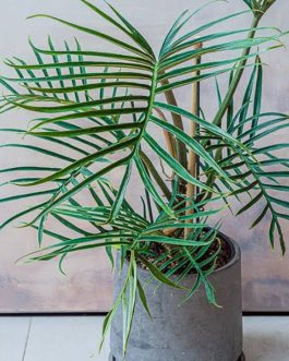 Philodendron Tortum (medium size single plant pot)