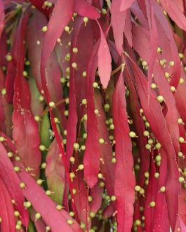 Red Rhipsalis (jiffy sized plant)