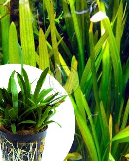 Giant sag (large pot)