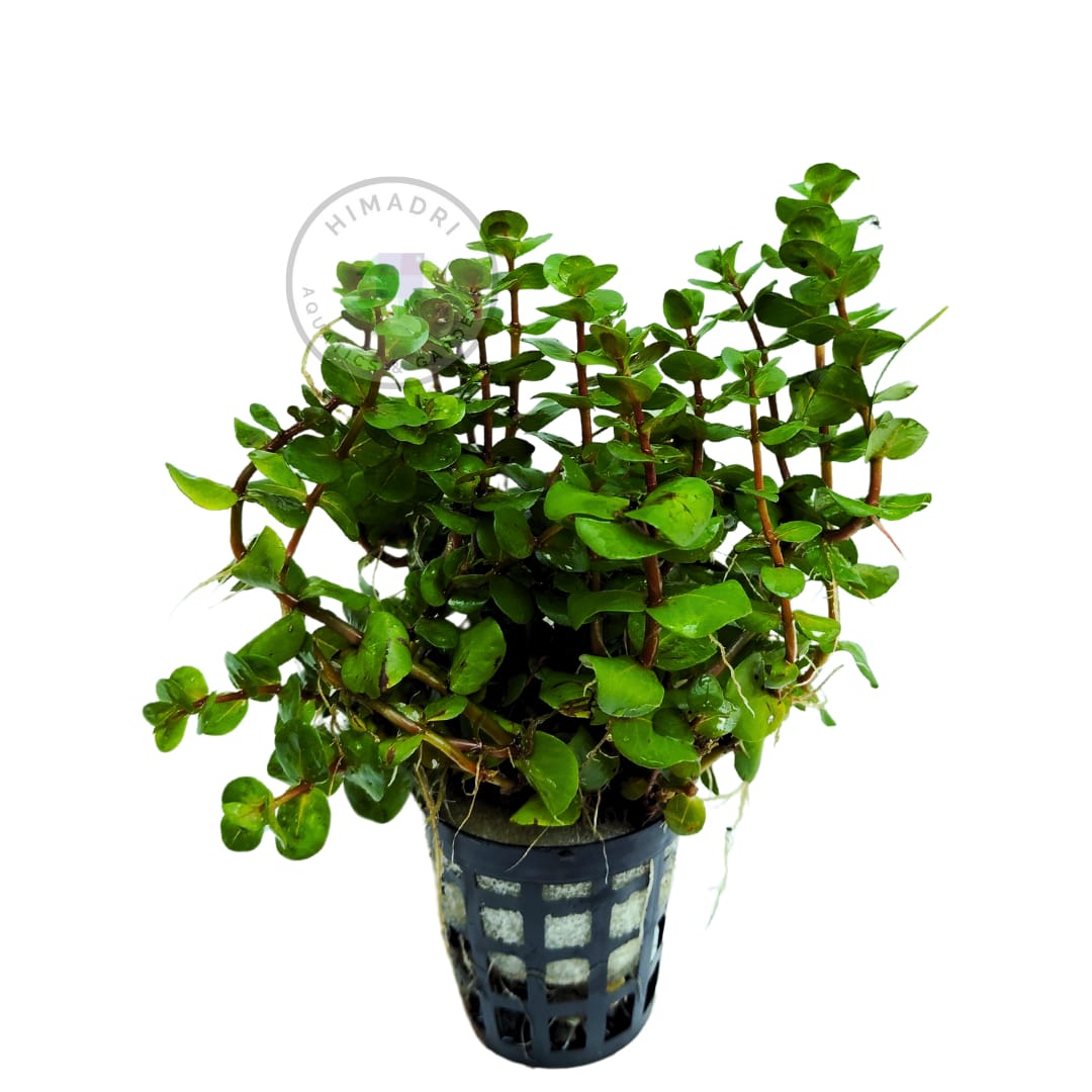 Rotala sp Yarabje (large pot) - Image 3